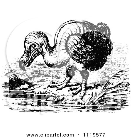 Clipart Of A Retro Vintage Black And White Dodo Bird - Royalty Free Vector Illustration by Prawny Vintage