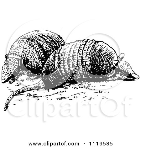 Clipart Of Retro Vintage Black And White Armadillos - Royalty Free Vector Illustration by Prawny Vintage