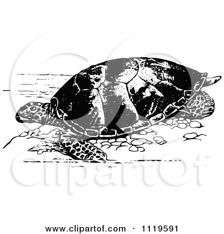 Clipart Of A Retro Vintage Black And White Sea Turtle - Royalty Free Vector Illustration by Prawny Vintage