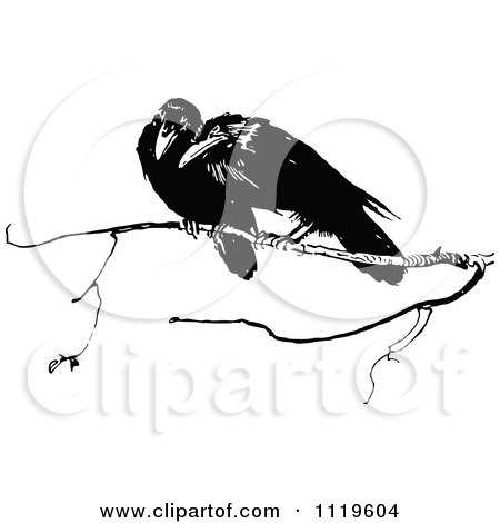 Clipart Of Retro Vintage Black And White Crows On A Branch - Royalty Free Vector Illustration by Prawny Vintage