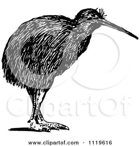 Clipart Of A Retro Vintage Black And White Kiwi Bird - Royalty Free Vector Illustration by Prawny Vintage