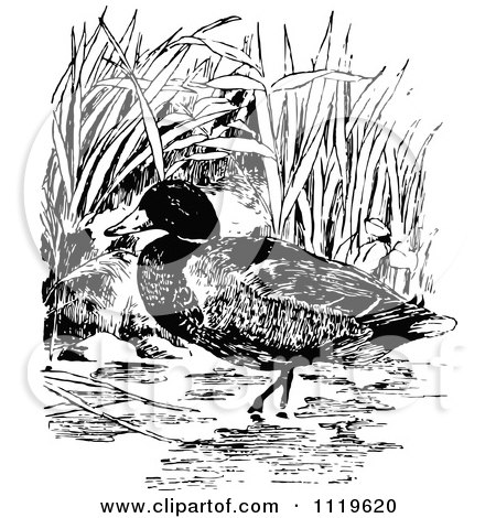 Clipart Of A Retro Vintage Black And White Wading Mallard - Royalty Free Vector Illustration by Prawny Vintage