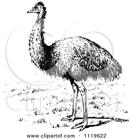 Clipart Of A Retro Vintage Black And White Emu Bird - Royalty Free Vector Illustration by Prawny Vintage