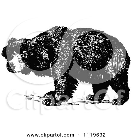 Clipart Of A Retro Vintage Black And White Sloth Bear - Royalty Free Vector Illustration by Prawny Vintage