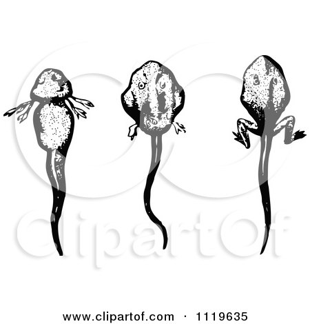 Clipart Of Retro Vintage Black And White Tadpoles In Different Stages - Royalty Free Vector Illustration by Prawny Vintage