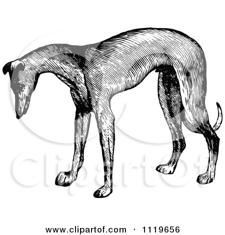 Clipart Of A Retro Vintage Black And White Greyhound Dog - Royalty Free Vector Illustration by Prawny Vintage