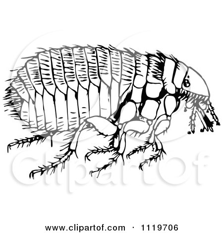 Clipart Of A Retro Vintage Black And White Flea - Royalty Free Vector Illustration by Prawny Vintage