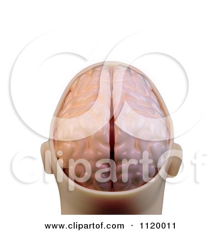 Clipart Of A 3d Human Brain In A Head - Royalty Free CGI Illustration by Mopic