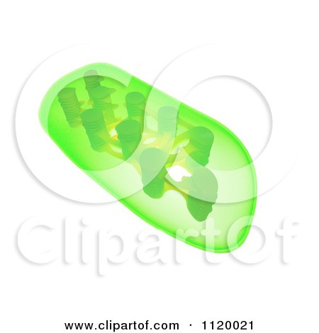 Clipart Of A 3d Green Plant Chloroplast - Royalty Free CGI Illustration by Mopic