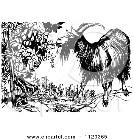 Clipart Of A Retro Vintage Black And White Goat Eating From An Ent Grape Vine - Royalty Free Vector Illustration by Prawny Vintage