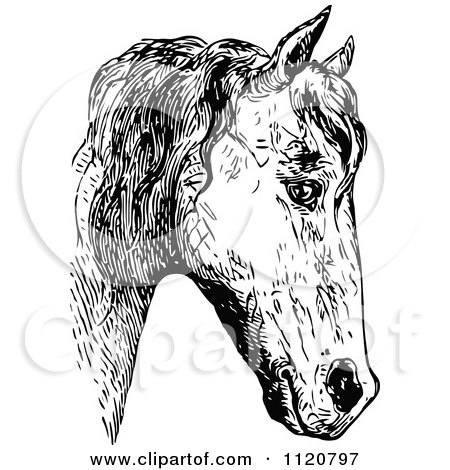 Clipart Of A Retro Vintage Black And White Horse Face 2 - Royalty Free Vector Illustration by Prawny Vintage
