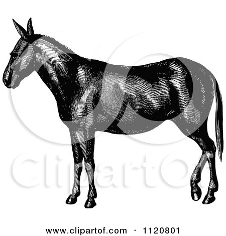 Clipart Of A Retro Vintage Black And White Horse Or Mule - Royalty Free Vector Illustration by Prawny Vintage