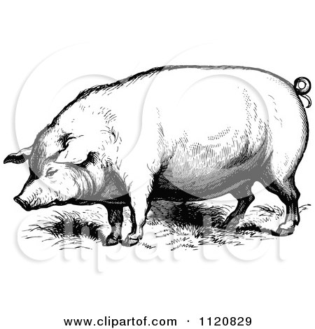 Clipart Of A Retro Vintage Black And White Farm Pig - Royalty Free Vector Illustration by Prawny Vintage