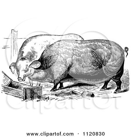 Clipart Of Retro Vintage Black And White Farm Pigs Eating - Royalty Free Vector Illustration by Prawny Vintage