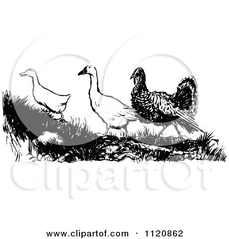 Clipart Of A Retro Vintage Black And White Turkey With Geese - Royalty Free Vector Illustration by Prawny Vintage