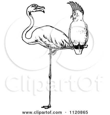 Clipart Of A Retro Vintage Black And White Cockatoo Perched On A Flamingos Leg - Royalty Free Vector Illustration by Prawny Vintage
