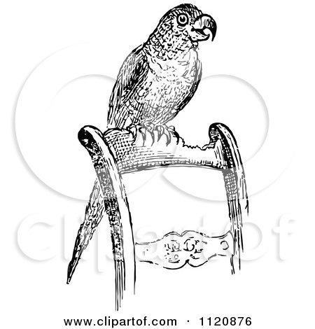 Clipart Of A Retro Vintage Black And White Pet Parrot On A Chair - Royalty Free Vector Illustration by Prawny Vintage