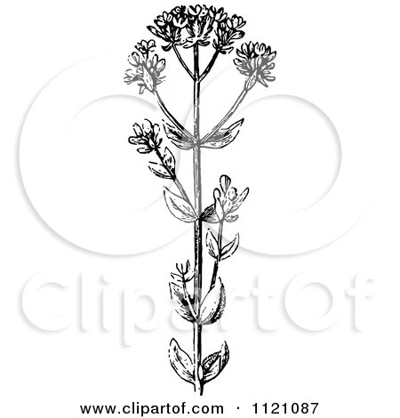 Clipart Of A Retro Vintage Black And White Botanical Plant With Flowers 3 - Royalty Free Vector Illustration by Prawny Vintage