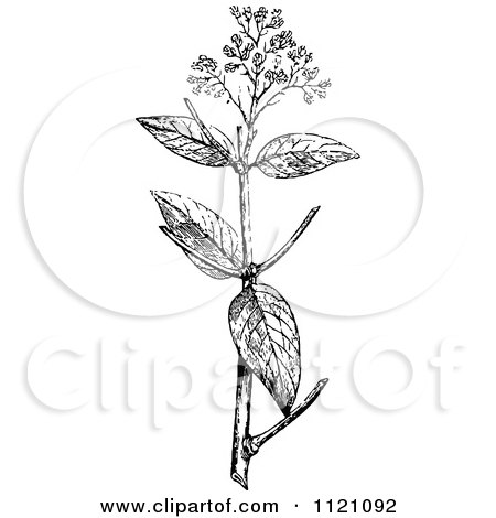 Clipart Of A Retro Vintage Black And White Botanical Plant With Flowers 1 - Royalty Free Vector Illustration by Prawny Vintage