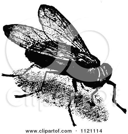 Clipart Of A Retro Vintage Black And White House Fly - Royalty Free Vector Illustration by Prawny Vintage