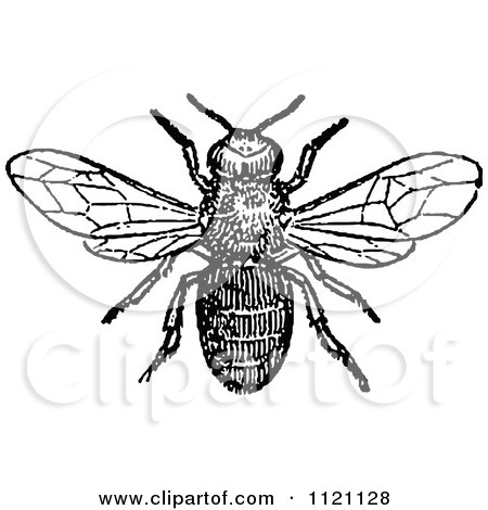 Clipart Of A Retro Vintage Black And White Drone Bee - Royalty Free Vector Illustration by Prawny Vintage