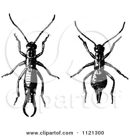 Clipart Of Retro Vintage Black And White Earwigs - Royalty Free Vector Illustration by Prawny Vintage