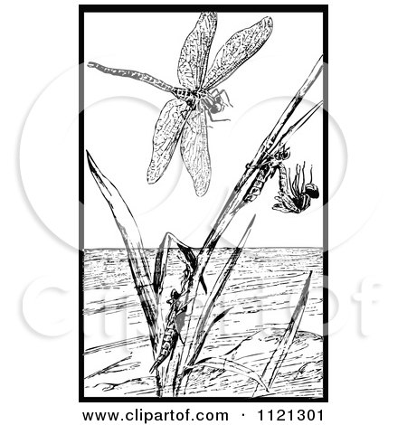 Clipart Of A Retro Vintage Black And White Dragonfly In Different Stages - Royalty Free Vector Illustration by Prawny Vintage