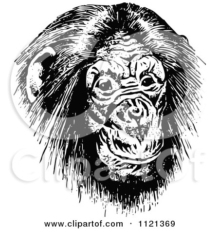 Clipart Of A Retro Vintage Black And White Chimp Face - Royalty Free Vector Illustration by Prawny Vintage