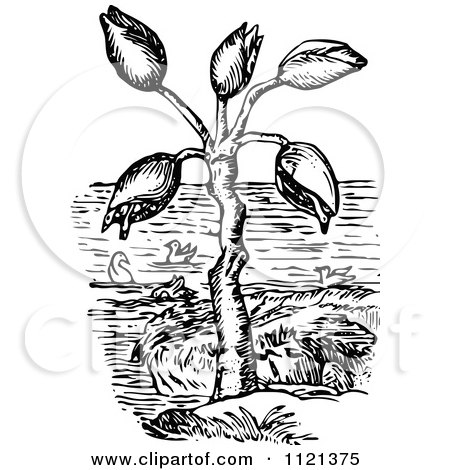Clipart Of A Retro Vintage Black And White Barnacle Tree And Geese - Royalty Free Vector Illustration by Prawny Vintage