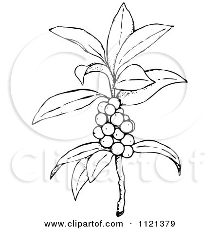 Clipart Of A Retro Vintage Black And White Plant With Berries - Royalty Free Vector Illustration by Prawny Vintage