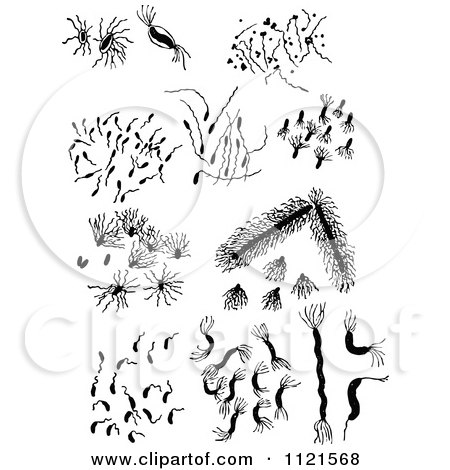 Clipart Of Retro Vintage Black And White Bacteria - Royalty Free Vector Illustration by Prawny Vintage