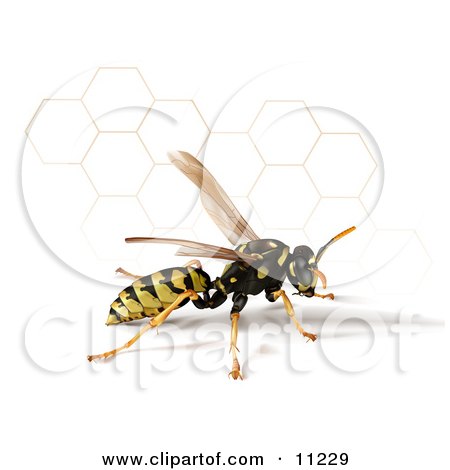 Yellow Jacket Wasp With a Shadow and Honeycomb Clipart Illustration by Leo Blanchette