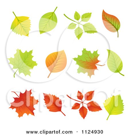 Clipart Of Colorful Autumn Leaves - Royalty Free Vector Illustration by vectorace
