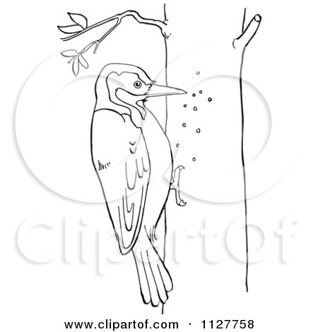 Cartoon Of A Retro Vintage Black And White Woodpecker On A Tree Line Drawing - Royalty Free Vector Clipart by Picsburg