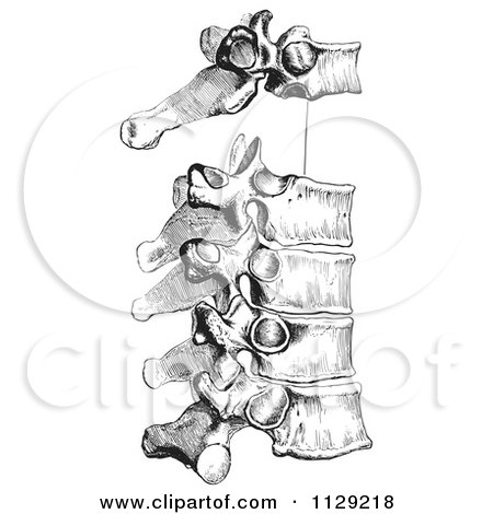 Clipart Of A Retro Diagram Of The Peculiar Dorsal Thoracic Vertebrae In Black And White - Royalty Free Vector Illustration by Picsburg