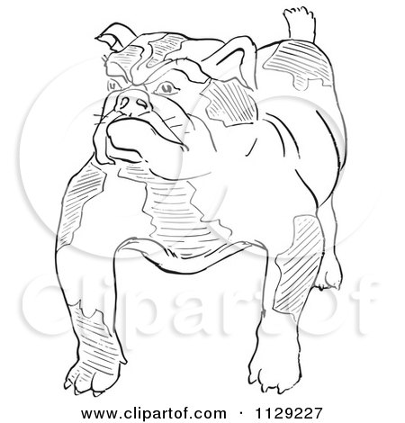 Cartoon Clipart Of An Outlined Bulldog - Black And White Vector Coloring Page by Picsburg