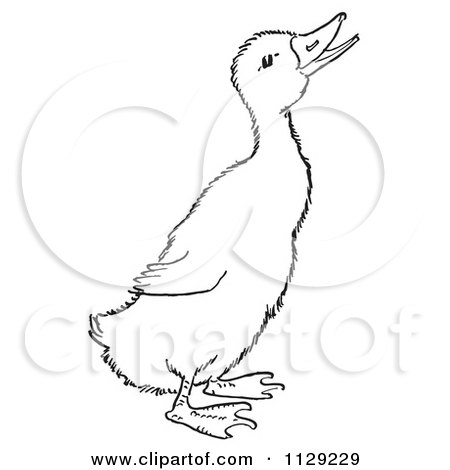 Cartoon Clipart Of An Outlined Quaking Duckling - Black And White Vector Coloring Page by Picsburg