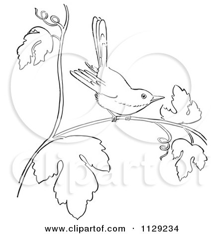 Cartoon Clipart Of An Outlined Wren On A Branch - Black And White Vector Coloring Page by Picsburg