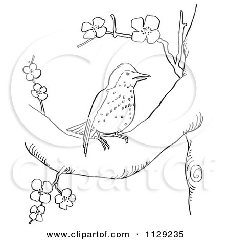 Cartoon Clipart Of An Outlined Wood Thrush In A Blossoming Tree - Black And White Vector Coloring Page by Picsburg