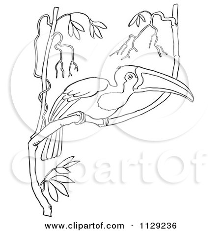 Cartoon Clipart Of An Outlined Wild Toucan In A Tree - Black And White Vector Coloring Page by Picsburg