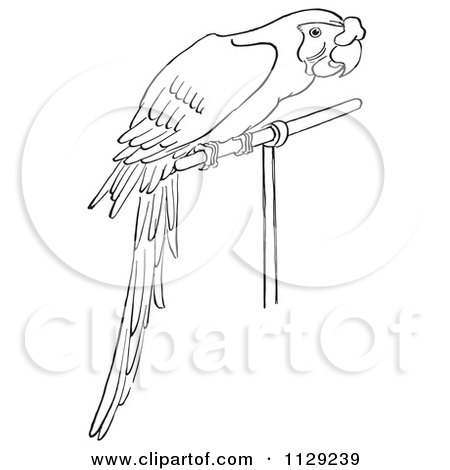 Cartoon Clipart Of An Outlined Perched Parrot - Black And White Vector Coloring Page by Picsburg