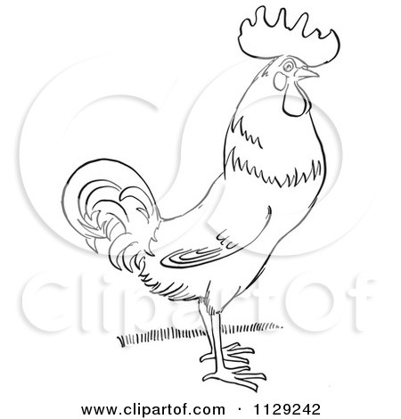 Cartoon Clipart Of An Outlined Rooster On Grass - Black And White Vector Coloring Page by Picsburg