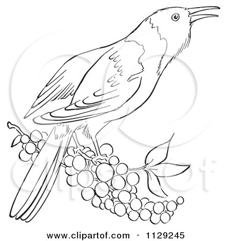 Cartoon Clipart Of An Outlined Oriole Bird With Berries - Black And White Vector Coloring Page by Picsburg