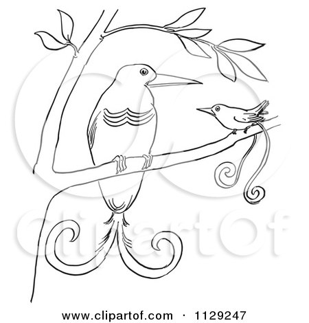 Cartoon Clipart Of Outlined Birds Of Paradise In A Tree - Black And White Vector Coloring Page by Picsburg