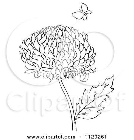 Cartoon Clipart Of An Outlined Chrysanthemum Flower And Butterfly - Black And White Vector Coloring Page by Picsburg