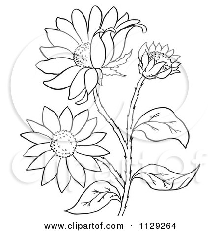 Cartoon Clipart Of An Outlined Black Eyed Susan Flower Plant - Black And White Vector Coloring Page by Picsburg