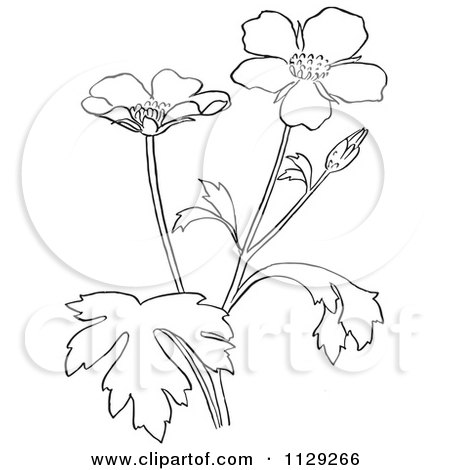 Cartoon Clipart Of An Outlined Buttercup Flower Plant - Black And White Vector Coloring Page by Picsburg