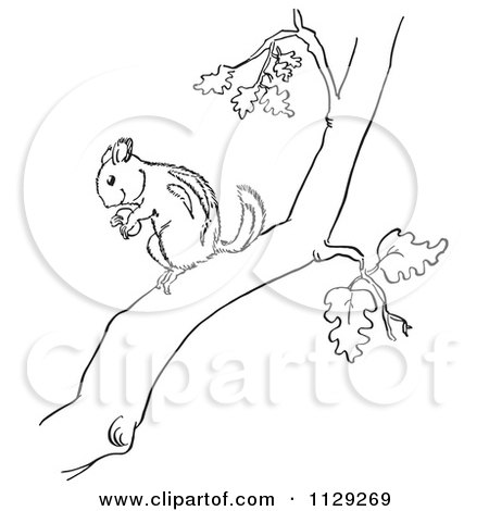 Cartoon Clipart Of An Outlined Chipmunk With A Nut In A Tree - Black And White Vector Coloring Page by Picsburg