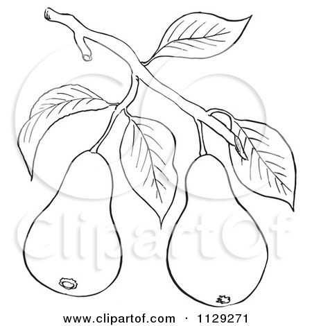 Cartoon Clipart Of An Outlined Pear Tree Branch With Fruits - Black And White Vector Coloring Page by Picsburg
