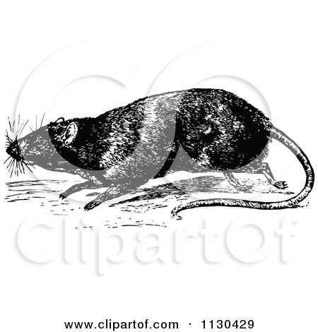 Clipart Of A Retro Vintage Black And White Rat - Royalty Free Vector Illustration by Prawny Vintage